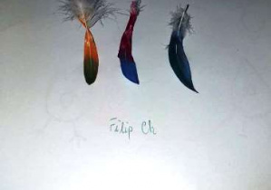 kolorowe piórka Filip Ch.